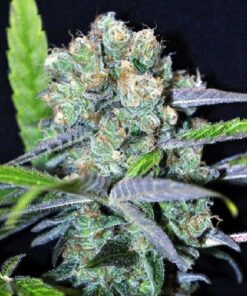 CBD Shark Medical Seeds | CBD Strain Feminized Seeds | The Seed Fair