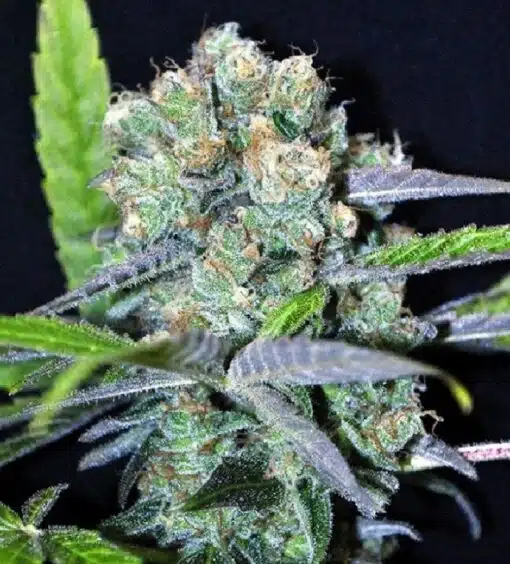 CBD Shark Medical Seeds | CBD Strain Feminized Seeds | The Seed Fair