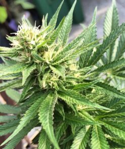 Cheese Auto Flower Seeds | Cheese Strain Feminized | The Seed Fair