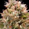 CBD Chemdog #4 Feminized Cannabis Seeds | CBD Chemdog Strain | The Seed Fair