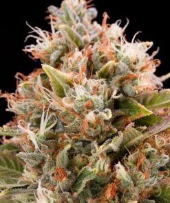 CBD Chemdog #4 Feminized Cannabis Seeds | CBD Chemdog Strain | The Seed Fair