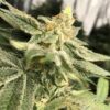 Chernobyl Feminized Cannabis Seeds | Chernobyl Strain | The Seed Fair