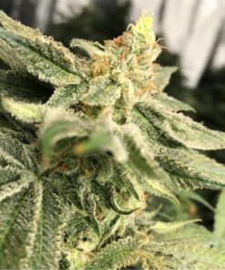 Headband Feminized Marijuana Seeds for Sale | The Seed Fair