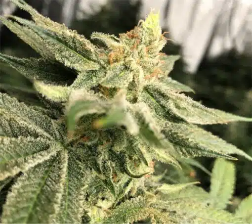 Chernobyl Feminized Cannabis Seeds | Chernobyl Strain | The Seed Fair