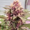 Cherry Pie Feminized Cannabis Seeds | Cherry Pie Strain | The Seed Fair
