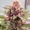 Cherry Pie Feminized Cannabis Seeds | Cherry Pie Strain | The Seed Fair