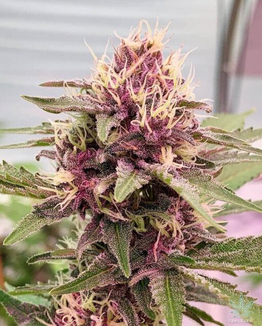 Cherry Pie Feminized Cannabis Seeds | Cherry Pie Strain | The Seed Fair