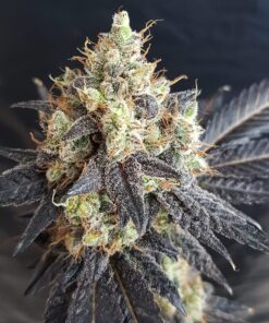 Chocolope Auto-Flowering Cannabis Seeds | Chocolope Strain | The Seed Fair