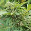 CBD Cream & Cheese Feminized Cannabis Seeds | CBD Cream Strain | The Seed Fair