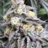 Cream Candy Auto-Flowering Cannabis Seeds | Cream Candy Strain | The Seed Fair