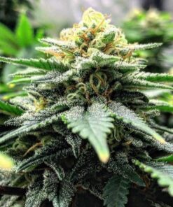 Cream Auto Flower Seeds | Cream Strain Feminized | The Seed Fair