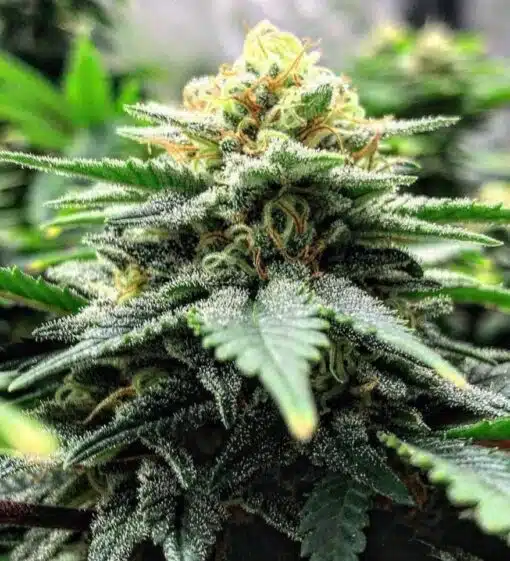 Cream Auto Flower Seeds | Cream Strain Feminized | The Seed Fair