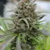Dancehall Feminized Cannabis Seeds | Dancehall Strain | The Seed Fair