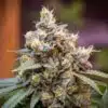 Death Star Seeds | Death Star Strain Feminized Seeds | The Seed Fair