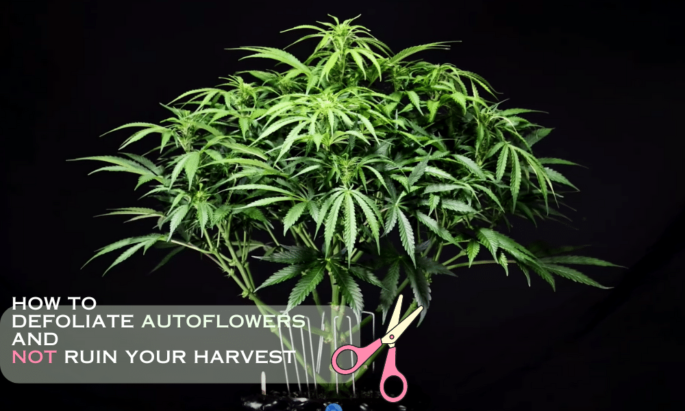 defoliating autoflowers