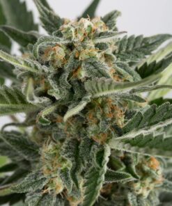 Devil XXL Auto-Flowering Cannabis Seeds | Devil XXL Strain | The Seed Fair