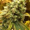 Diesel Auto-Flowering Cannabis Seeds | Diesel Strain | The Seed Fair