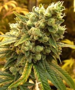 Diesel Auto-Flowering Cannabis Seeds | Diesel Strain | The Seed Fair