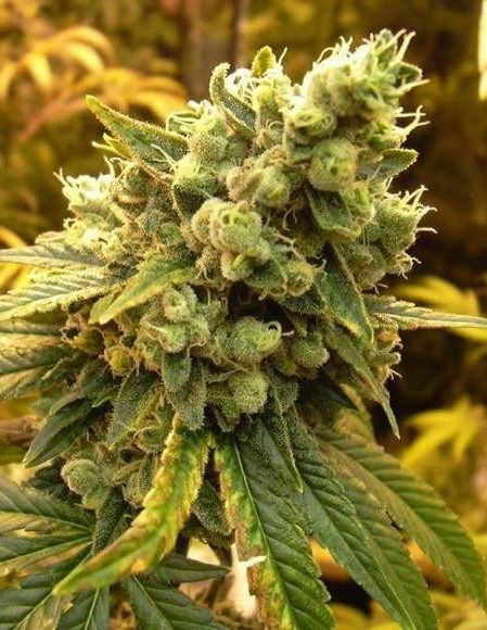 CBD Diesel 1 to 1 Feminized Cannabis Seeds | CBD Diesel Strain | The Seed Fair