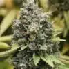 Diesel Feminized Cannabis Seeds | Diesel Strain Feminized | The Seed Fair