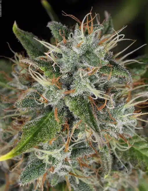 Double Dream Feminized Cannabis Seeds | Double Dream Strain | The Seed Fair