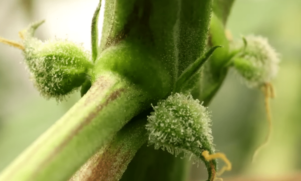 frühes Zeichen einer weiblichen Pflanze