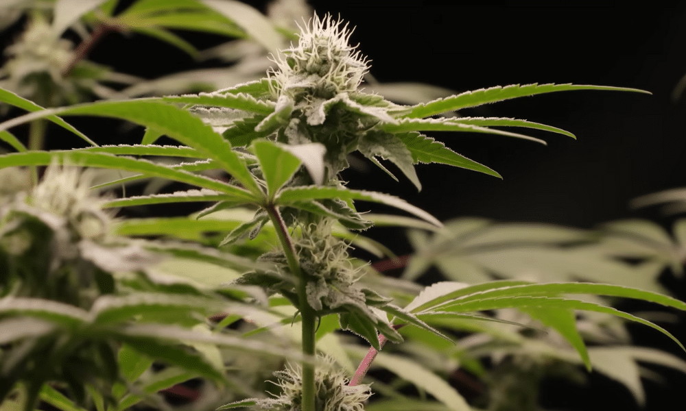 Weibliche Cannabispflanzen