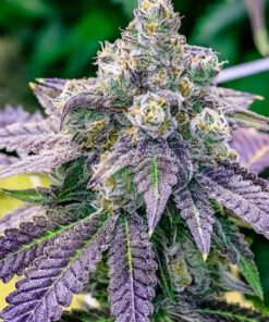 Fruity Pebbles Seeds | Fruit Pebbles Strain Feminized | The Seed Fair
