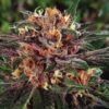 Fruit Auto-Flowering Cannabis Seeds | Fruit Strain | The Seed Fair