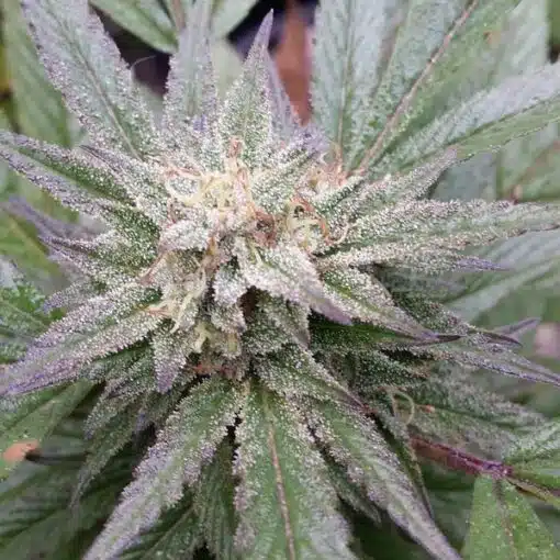G13 Auto-Flowering Cannabis Seeds | G13 Strain Feminized | The Seed Fair