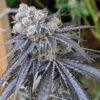Gelato Auto-Flowering Cannabis Seeds | Gelato Strain | The Seed Fair