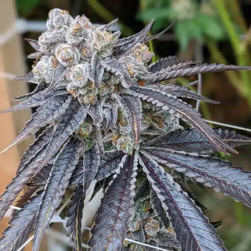 Gelato Auto-Flowering Cannabis Seeds | Gelato Strain | The Seed Fair