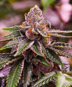 CBD Girl Scout Cookies 1 to 1 Feminized Cannabis Seeds | The Seed Fair