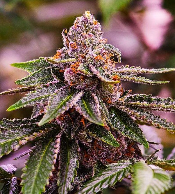 Girl Scout Cookies Seeds | best feminized seeds