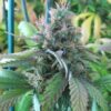 God Bud Regular Cannabis Seeds | God Bud Strain | The Seed Fair
