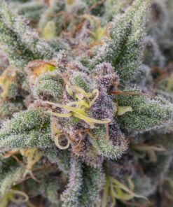 God’s Gift Feminized Cannabis Seeds | God's Gift Strain | The Seed Fair