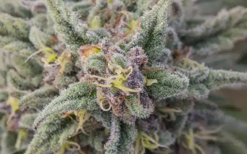 God’s Gift Feminized Cannabis Seeds | God's Gift Strain | The Seed Fair