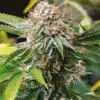 Gold Leaf Auto-Flowering Cannabis Seeds | Gold Leaf Strain | The Seed Fair