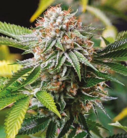 Gold Leaf Auto-Flowering Cannabis Seeds | Gold Leaf Strain | The Seed Fair