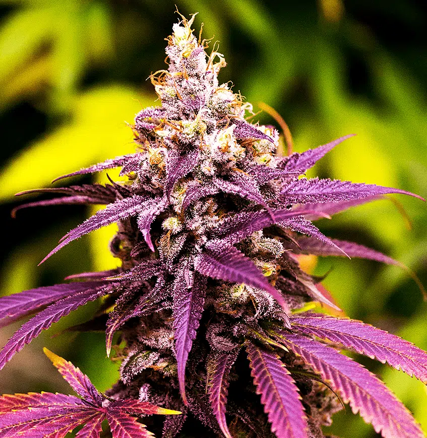 Grandaddy Purple 