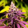 Grandaddy Purple | best feminized seeds