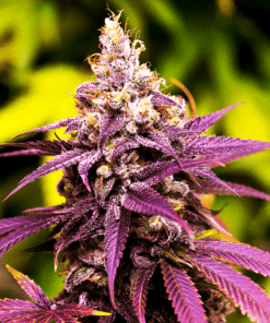Grandaddy Purple | best feminized seeds