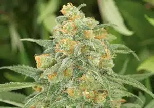 Green Crack Seeds | Green Crack Strain Feminized | The Seed Fair