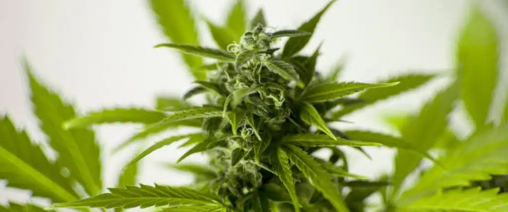 Our Guide On Growing Weed In Closet | Everything You Need To Know | The Seed Fair