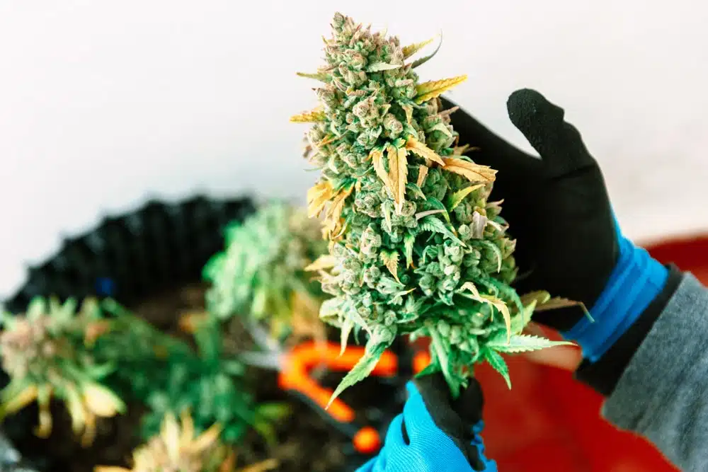 cannabis is ready for harvest