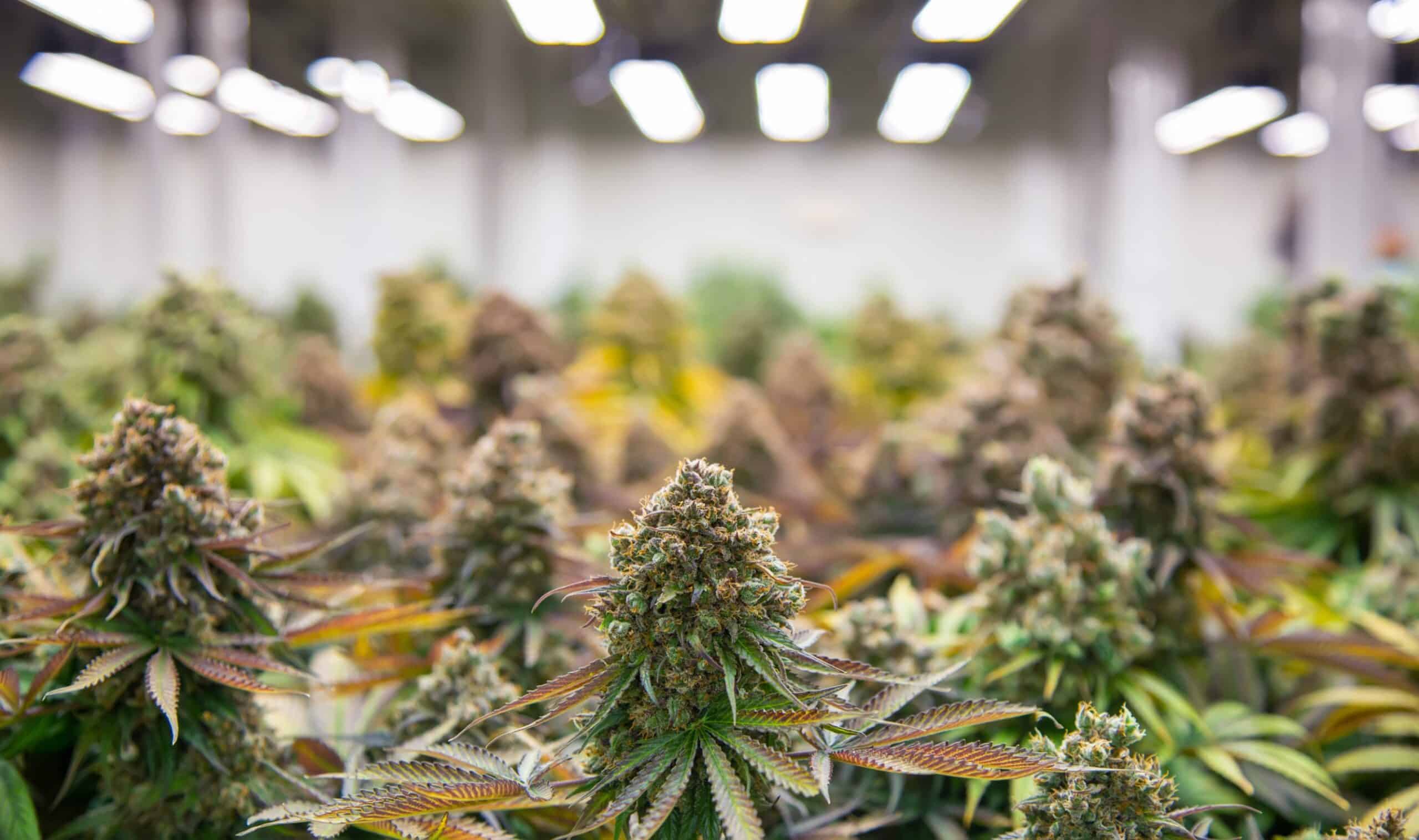 cannabis ready for harvest