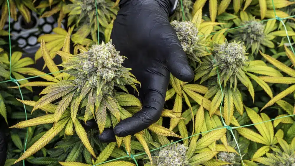 harvesting cannabis too early 
