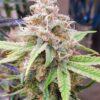 Haze Auto-Flowering Cannabis Seeds | Haze Strain | The Seed Fair