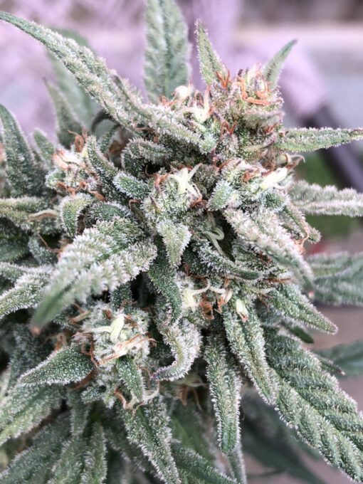 Haze XL Auto Flower Seeds | Haze XL Strain Feminized | The Seed Fair