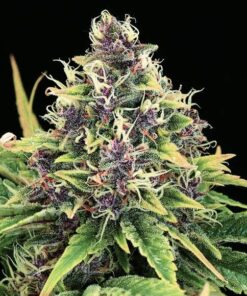 Hindu Kush Auto Flower Seeds | Hindu Kush Strain | The Seed Fair